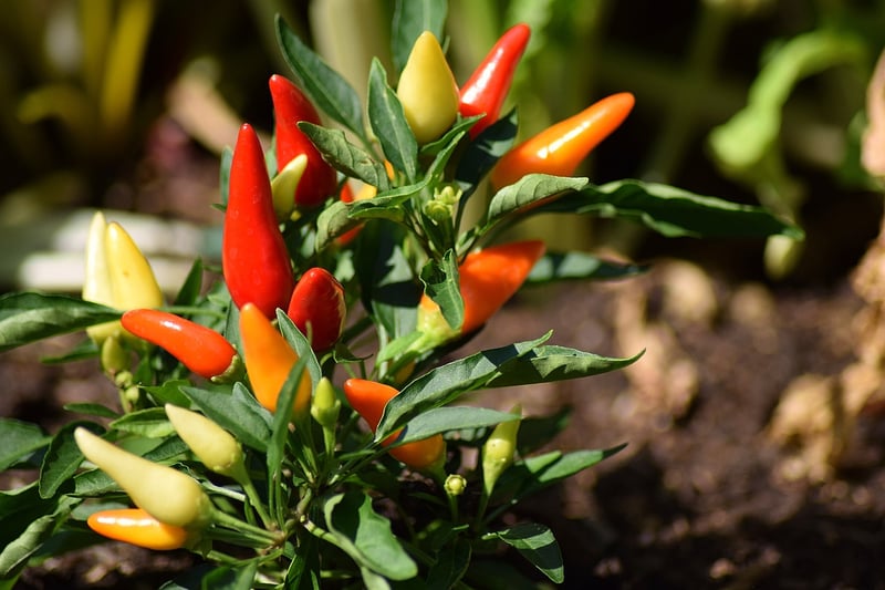 Dragon Fire Chili