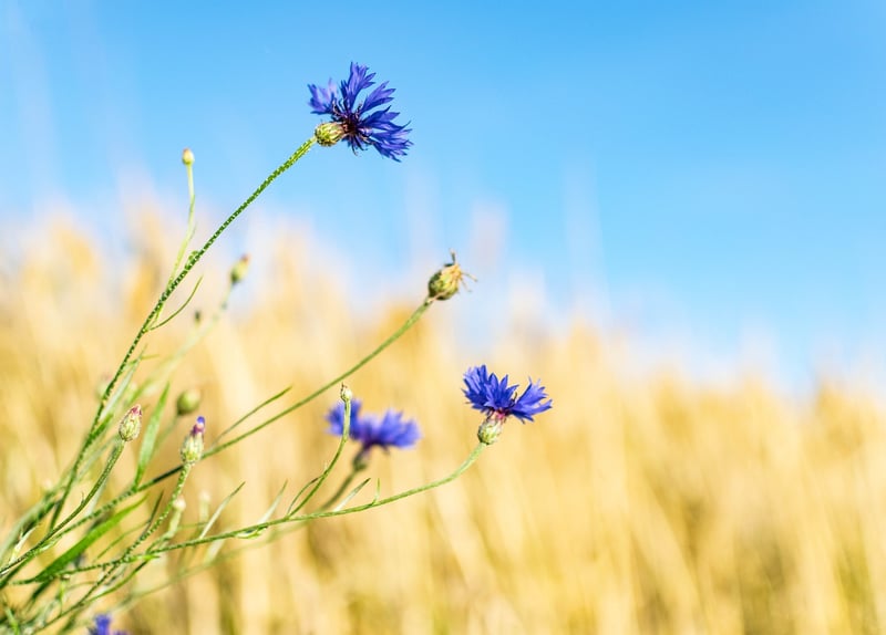 Meadow of Wildflowers
